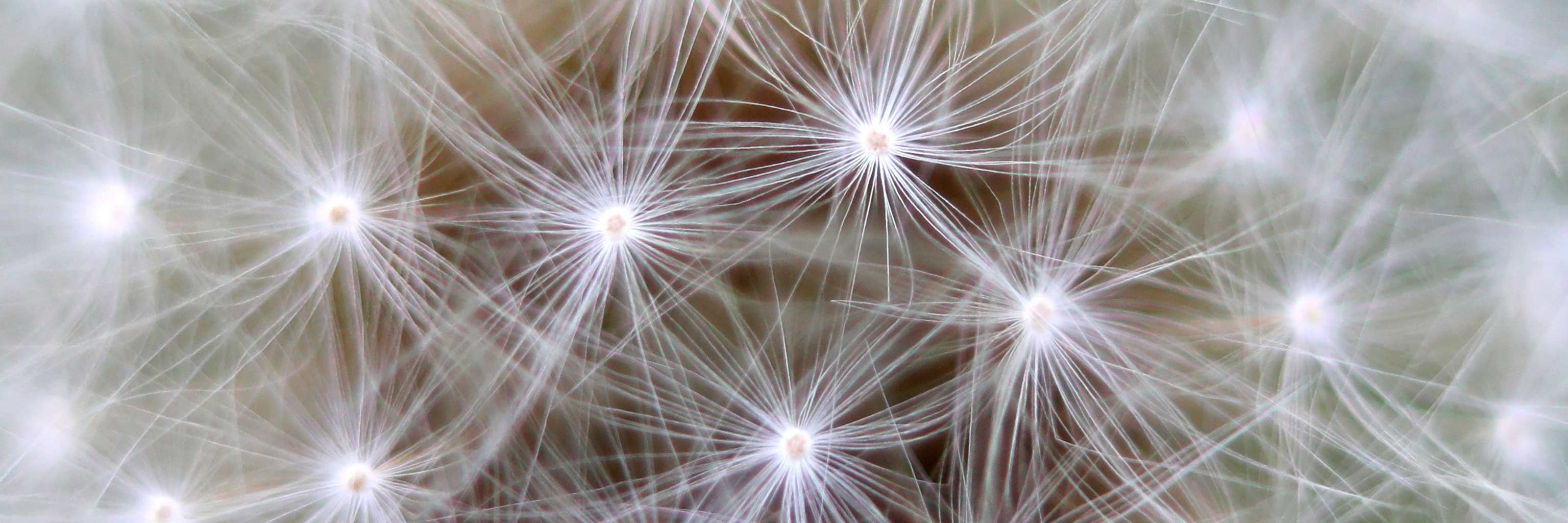 Close up of white dandelions. 