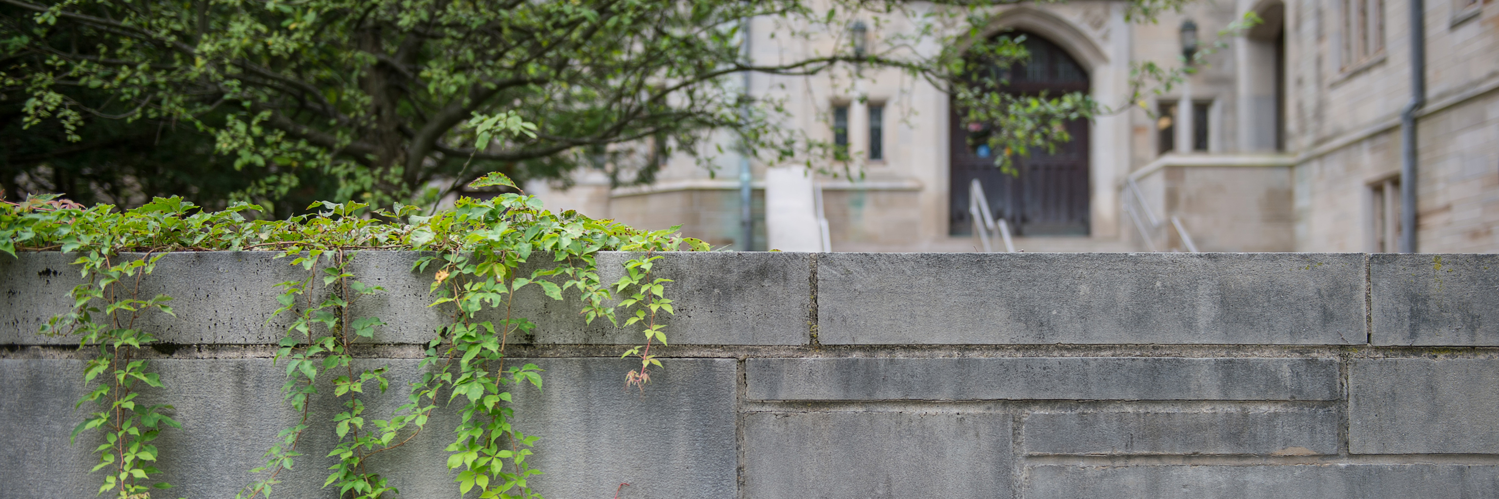 Ivy hanging over a barrier wall in front of Sycamore Hall.