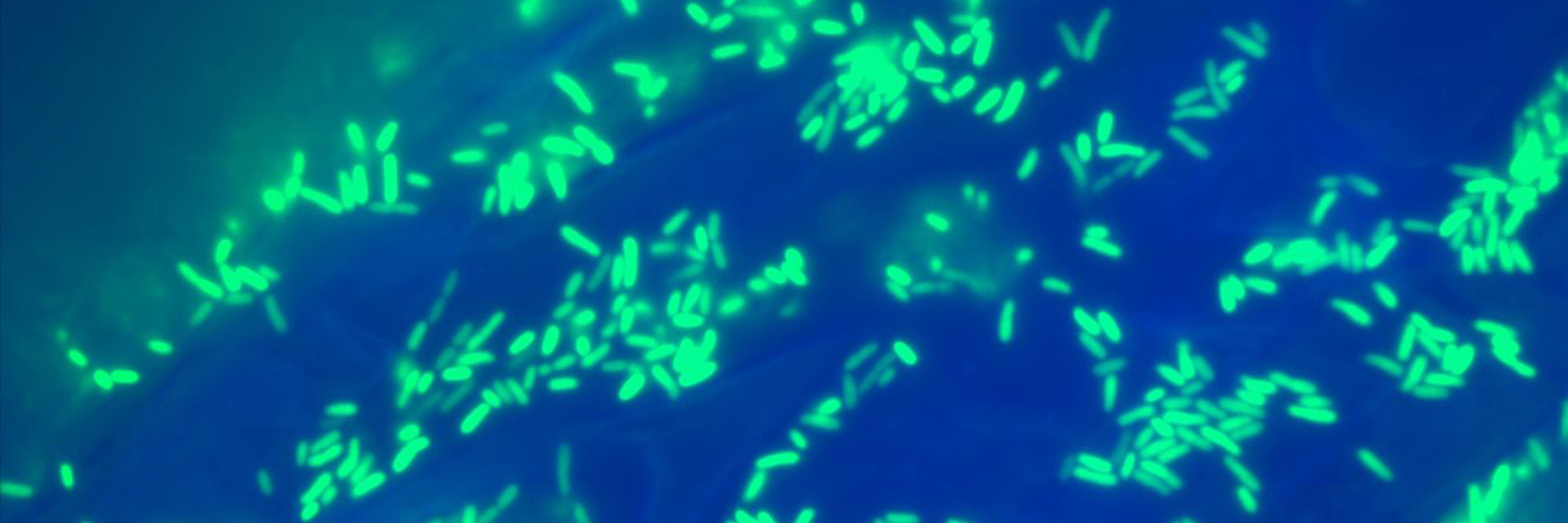Florescent microorganisms under a microscope.