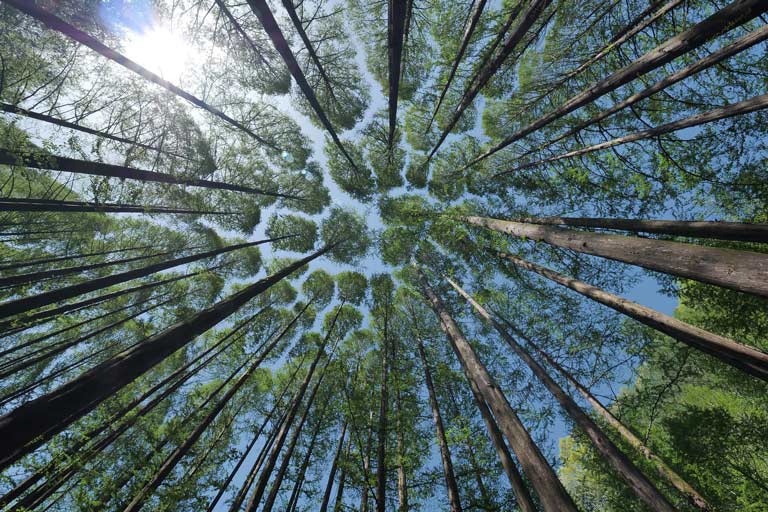 View of the tops of a group of tall trees from the ground.